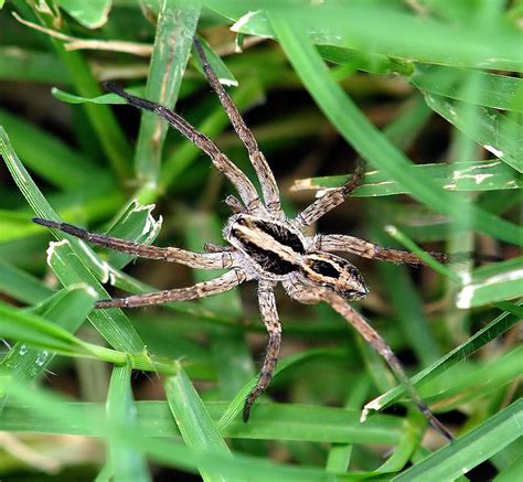 Schizocosa Wolf Spider Photograph By Kala King Pixels