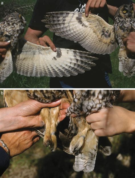 Sex Differences In Long Eared Owl Plumage Coloration