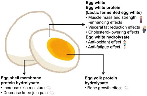 Foods Free Full Text Health Functions Of Egg Protein