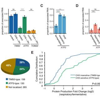 Maybe you would like to learn more about one of these? Increased protein synthesis and mRNA localization is ...