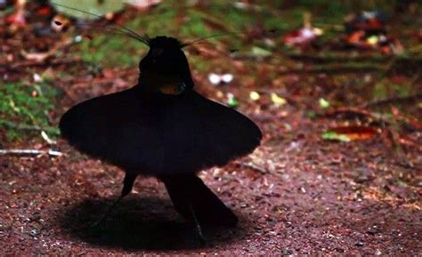 あの超黒素材ベンタブラックに匹敵するほど真っ黒な鳥「超黒鳥」の秘密が明らかに カラパイア フウチョウ 鳥 黒鳥