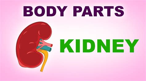 Kidney Human Body Parts Pre School Know Your Body Animated Videos
