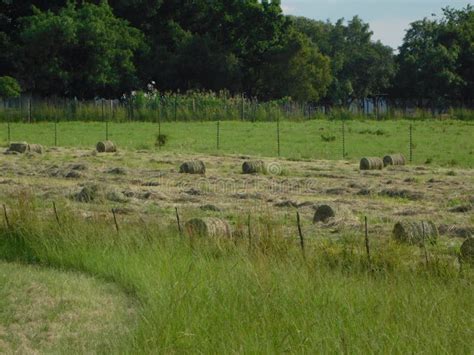 Closeup Of Round Hay Grass Bales Scattered Around On A Grass Field