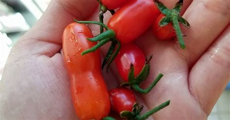 Gardening First Tomato Harvest