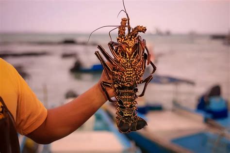 The Galápagos Lobster A Gem Of The Archipelago And Vital Signal Of