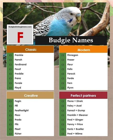 The Ultimate Guide To Parakeet Names In 2023 Bird Lover