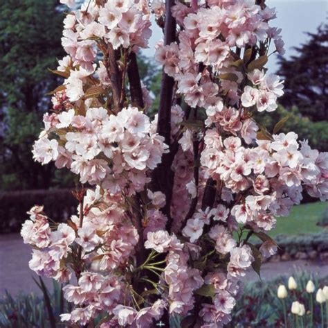 6ft Amanogawa Cherry Blossom Tree 18l Pot Prunus Amanogawa £175