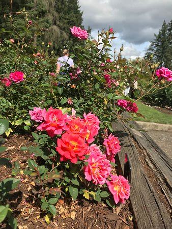 From april through october, it exhibits over 10,000 rose plants that bloom from 650 varieties. International Rose Test Garden (Portland) - 2019 All You ...