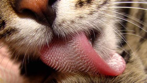 Por qué los gatos tienen la lengua rasposa y áspera