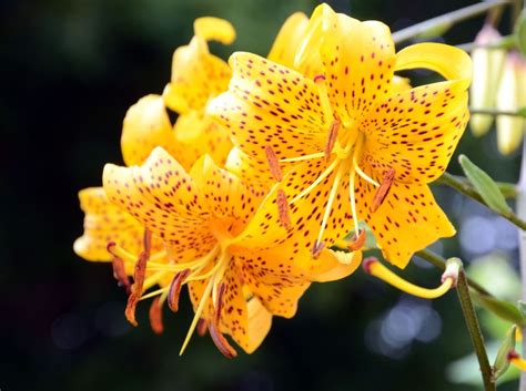 Yellow Tiger Lily Tiger Lily Lily Outdoor