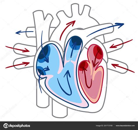Ilustración Del Diagrama Del Flujo Sanguíneo Del Corazón Vector