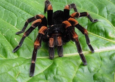 It has two main parts: Animal Photo: Tarantula Mexican Red-Kneed