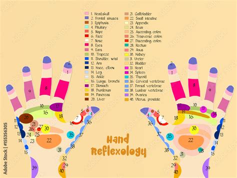 hand reflexology chart stock illustration adobe stock