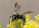 Yellow And Black Wasp Images