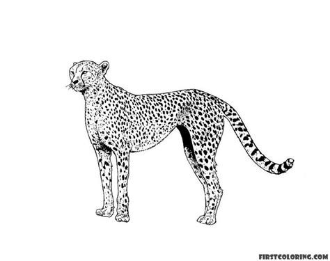 Get This Cheetah Coloring Pages Free Yxn4m