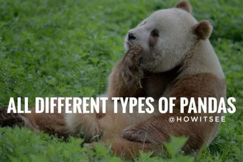 What Are All Different Types Of Pandas Explained 2022