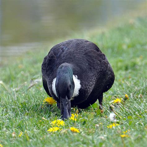 The swedish blue or blue swedish is a swedish breed of domestic duck. Duck pictures: Information and Photos of Blue Swedish ...