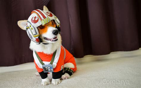 Perro Disfrazado De Piloto De X Wing De Starwars