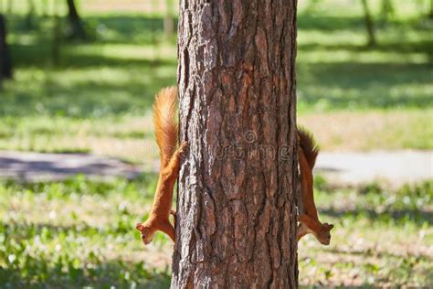 Two Squirrels With Fluffy Tails On The Trunk Of An Old Tree Squirrels