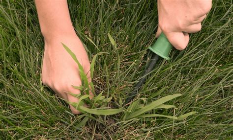 3 Facts About Early Spring Crabgrass Prevention Arborlawn