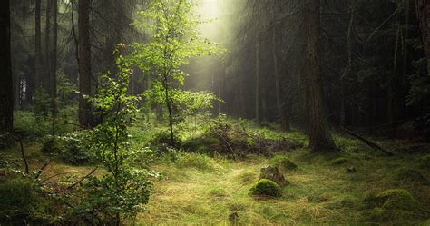 Morning Forest Nature 4k Ultra Hd Wallpaper High Quality