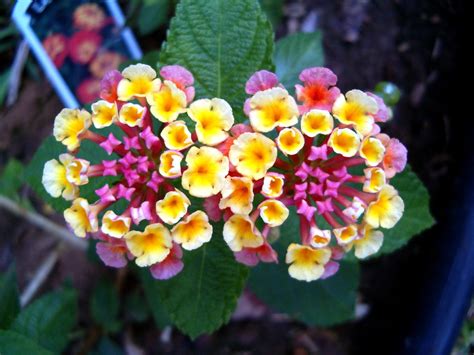 Lantana is a small, broadleaf evergreen shrub in the verbenaceae (verbena) family that has woody stems but a sprawling habit. Facts About the Lantana Flower | Dengarden