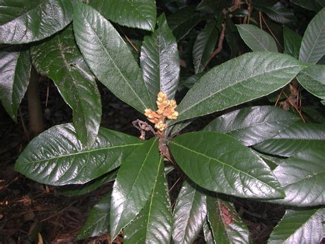 Leaves Of Loquat Nature Photo Gallery