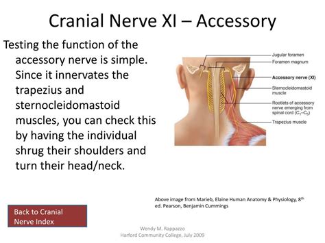Ppt Cranial Nerves Powerpoint Presentation Free Download Id2245105