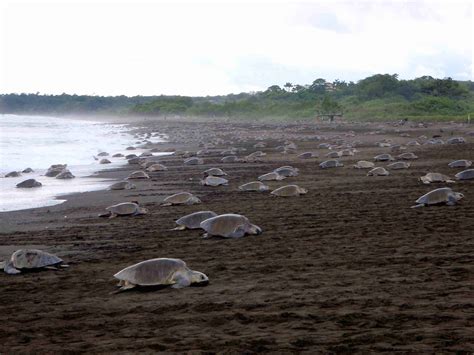 Harvesting Sea Turtle Eggs In Costa Rica