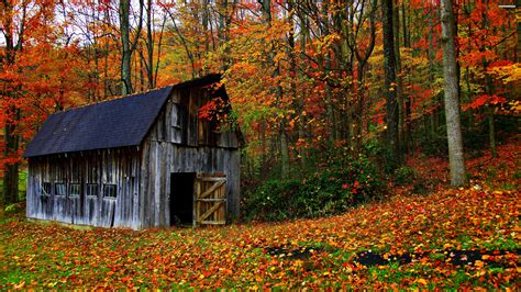 House Autumn Leaves Trees Jungle Forest Countryside Huts Landscapes