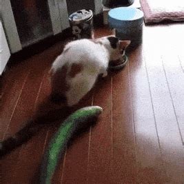 Cucumber Primogif