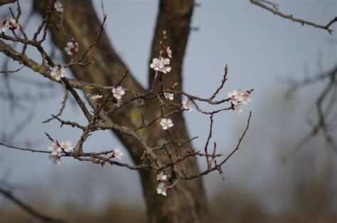 Free Images Nature Branch Blossom Snow Winter Sunlight Leaf