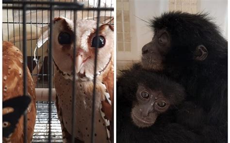 Flight Assist Police Rescue 4 Siamang Gibbons And 3 Owls From Illegal