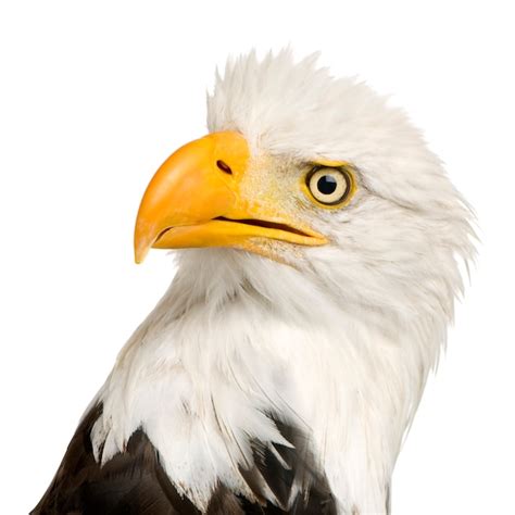Premium Photo Bald Eagle 22 Years Haliaeetus Leucocephalus In