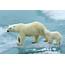 Polar Bears Will Likely Be Wiped Out Almost Everywhere But Canada By 2100