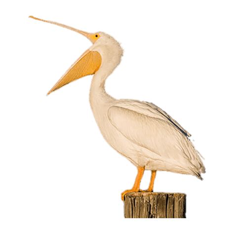 Photo Clipart Image Downloads Png Photo Pelican Hd Photos Png