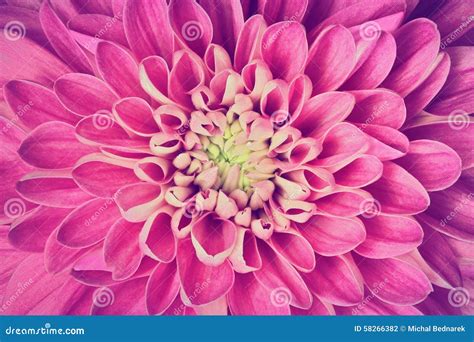 Dahlia Flower Petals Pattern Close Up Background Stock Photo Image