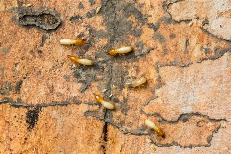 Understanding The Pros And Cons Of Different Termite Treatments