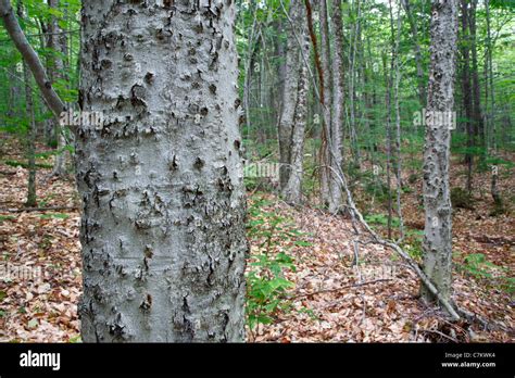 Beech Bark Disease On American Beech Tree Fagus Grandifolia In The