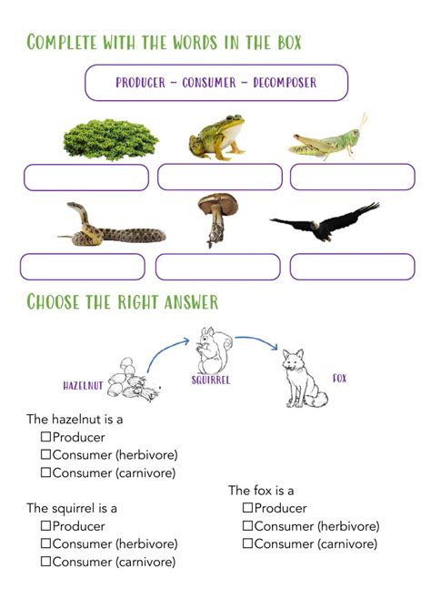 Food chain interactive worksheet
