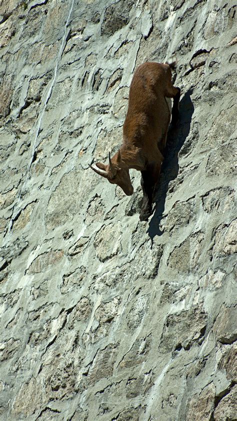 Alpine Ibex Goats On Dam