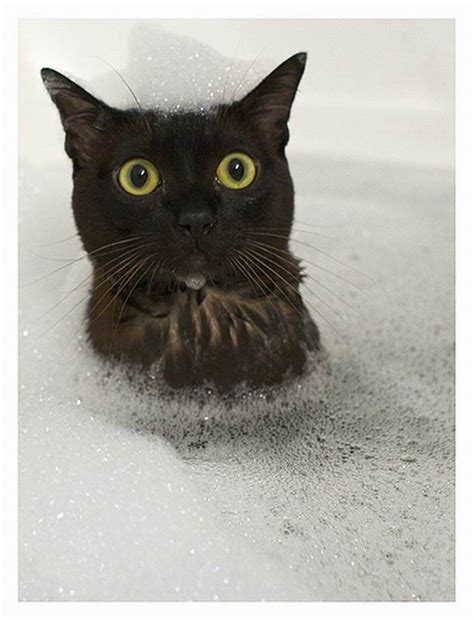 Cats Taking Bath