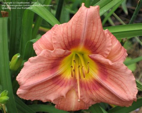 Plantfiles Pictures Daylily Rosy Returns Hemerocallis By Mtilton