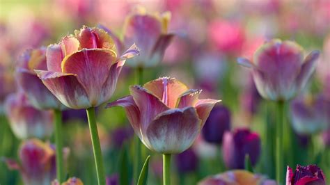 Desktop Wallpaper Tulips Flowers Pink White Flowerbed