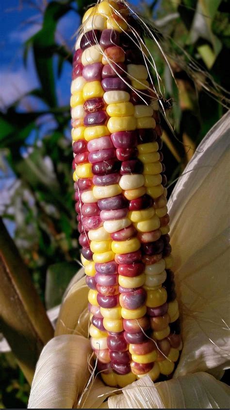 50 Sweet Waxy Corn Multiple Colors Waxy Corn Seed Yellow Etsy