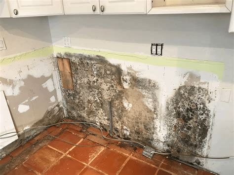 However, for black mold to grow, it needs wet conditions for 8 to 12 days. Black Mold - How Dangerous & Toxic Is It | Lookmold
