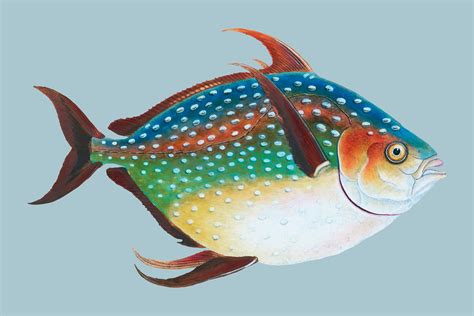 Vintage Fish Illustration Download Free Vectors Clipart Graphics