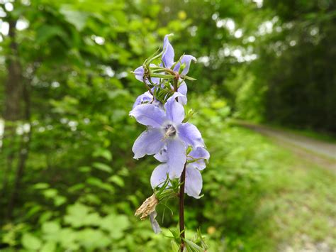 Wildflower Tall Bellflower Campanula Americana Montour Trail