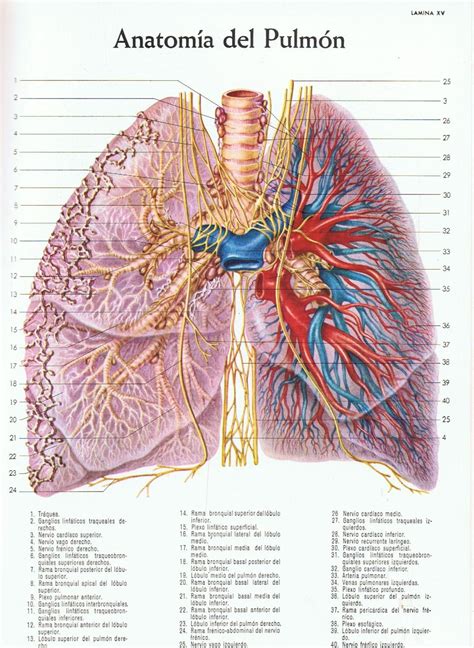 Anatomia De Los Pulmones