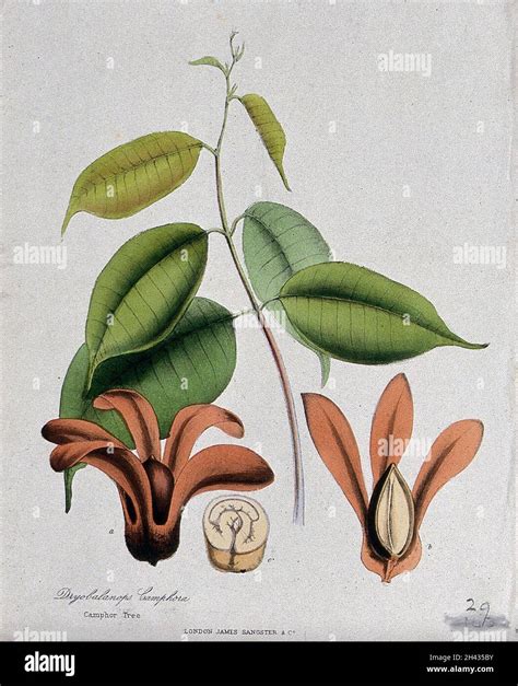 Borneo Camphor Tree Dryobalanops Aromatica Flowers Leafy Stem And